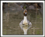 CANARD PILET, mle   /    NORTHERN PINTAIL, male    _MG_7285 a