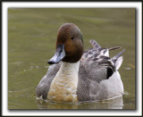 CANARD PILET, mle   /    NORTHERN PINTAIL, male    _MG_7349 a