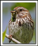 BRUANT CHANTEUR  /  SONG SPARROW   _MG_1013 a   -   Le repas des petits  /  Lunch for youngs