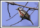 PARULINE  FLANCS MARRON /  CHESTNUT-SIDED WARBLER    _MG_0935 a