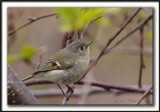 ROITELET  COURONNE RUBIS   /   RUBY-CROWNED  KINGLET    _MG_6232 a