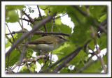 VIRO AUX YEUX ROUGES /  RED-EYES VIREO    _MG_0110  a