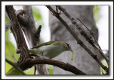 VIRO AUX YEUX ROUGES /  RED-EYES VIREO    _MG_9833a