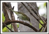 VIRO AUX YEUX ROUGES /  RED-EYES VIREO     _MG_9841a