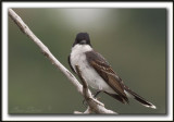 TYRAN TRITRI  /  EASTERN KINGBIRD       _MG_2555 a