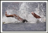 XAVIER DESHARNAIS deuxieme  2010  /  Second,  2h11m58s  -  LE COMBAT POUR LA SECONDE PLACE /  FIGHT TO THE FINISH     _MG_2853 a