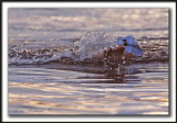 YANN MARCOTTE,  1 km,  29m15,51s    _MG_1210 a
