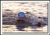 YANN MARCOTTE,  1 km,  29m15,51s    _MG_1246 a