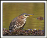 HERON VERT  /  GREEN HERON    _MG_5001 a