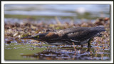 HERON VERT  /  GREEN HERON    _MG_5164 a