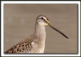 BCASSIN  LONG BEC   /  LONG-BILLED DOWITCHER    _MG_4125 aa