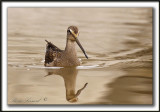 BCASSIN  LONG BEC   /  LONG-BILLED DOWITCHER    _MG_4088