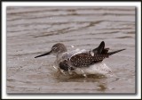 PETIT CHEVALIER   /   LESSER YELLOWLEGS     _MG_3709 a