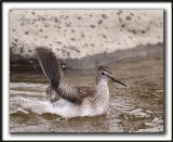PETIT CHEVALIER   /   LESSER YELLOWLEGS     _MG_3740 a