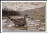 PETIT CHEVALIER   /   LESSER YELLOWLEGS     _MG_3746 a