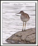 PETIT CHEVALIER   /   LESSER YELLOWLEGS     _MG_3804 b