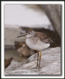 PETIT CHEVALIER   /   LESSER YELLOWLEGS     _MG_3840 b