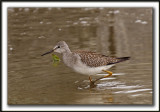 PETIT CHEVALIER   /   LESSER YELLOWLEGS     _MG_3538 a