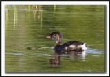 GRBE  BEC BIGARR  /   PIED-BILLED GREBE    _MG_9771 a