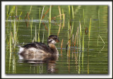 GRBE  BEC BIGARR  /   PIED-BILLED GREBE    _MG_9780 a