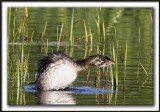 GRBE  BEC BIGARR  /   PIED-BILLED GREBE    _MG_9782 a