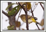 PARULINE  COURONNE ROUSSE, jeune   /  PALM WARBLER, immature       _MG_6549 a