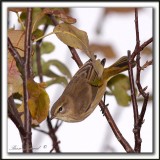 PARULINE VERDTRE  /  ORANGE-CROWNED WARBLER , immature    _MG_6540 a