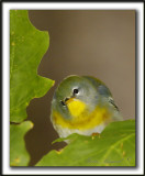 PARULINE  COLLIER   /    NORTHERN PARULA    _MG_5929 a