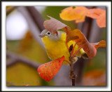 PARULINE  JOUE GRISE   /    NASHVILLE WARBLER    _MG_6248 a