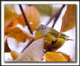 PARULINE  JOUE GRISE, mle   /    NASHVILLE WARBLER, male    _MG_6227 a