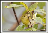 PARULINE DES PINS, jeune   /   PINE WARBLER, immature   _MG_6435 a