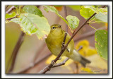 PARULINE DES PINS, jeune   /   PINE WARBLER, immature   _MG_6469 a