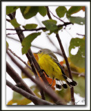 PARULINE  TTE CENDRE / MAGNOLIA WARBLER    _MG_6372 a