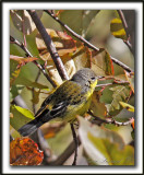 PARULINE  TTE CENDRE / MAGNOLIA WARBLER    _MG_7251 a