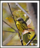 PARULINE  TTE CENDRE / MAGNOLIA WARBLER      _MG_7259 a