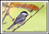 MSANGES  TTE NOIRE / BLACK-CAPPED CHICKADEE    _MG_7417 a