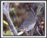 GRIVE  DOS OLIVE   /   SWAINSONS THRUSH _MG_9102a