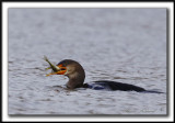 CORMORAN  AIGRETTES   /   DOUBLE-CRESTED CORMORANT   -  Base Plein air Ste-foy    _MG_9572 a