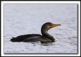 CORMORAN  AIGRETTES   /   DOUBLE-CRESTED CORMORANT   -  Base Plein air Ste-foy    _MG_9565 aa