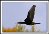 CORMORAN  AIGRETTES   /   DOUBLE-CRESTED CORMORANT   -  Base Plein air Ste-foy    _MG_9682 a