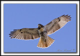 BUSE  QUEUE ROUSSE  /  RED-TAILED HAWK    _MG_7963 a