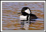 HARLE COURONN, mle  /  HOODED MERGANSER, male   _MG_0174 a