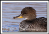 HARLE COURONN, femelle  /  HOODED MERGANSER, female   _MG_0214 a