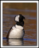HARLE COURONN, mle  /  HOODED MERGANSER, male   _MG_9994 a