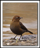 QUISCALE ROUILLEUX  / Plumage dautomne   -  RUSTY BLACKBIRD  /  Fall feathers    _MG_9426 a