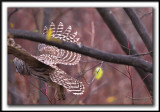 CHOUETTE RAYE   /   BARRED OWL    _MG_2572 aa