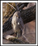 BIHOREAU GRIS  /  BLACK-CROWNED NIGHT-HERON    _MG_2771 a