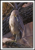 BIHOREAU GRIS  /  BLACK-CROWNED NIGHT-HERON    _MG_2759 a