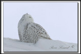 _MG_4086bb .jpg  -  IL FAIT PENSER  UN CHAT  /  IT LOOKS LIKE A CAT