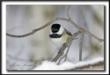 _MG_4368a .jpg -  MSANGE  TTE NOIRE  /  BLACK- CAPPED CHICKADEE